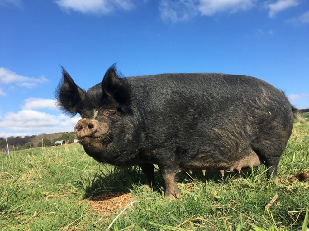 Pregnant Berkshire Pig