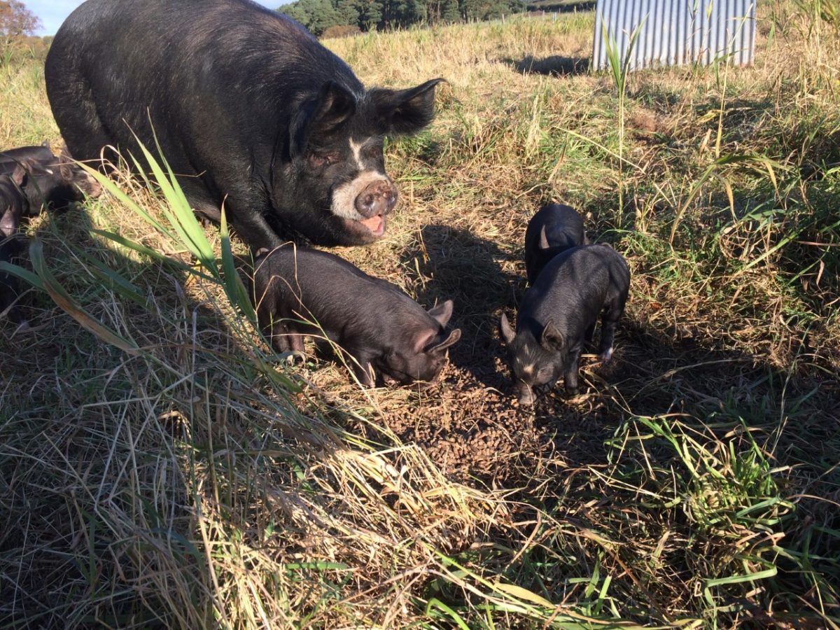 Berkshire Pork