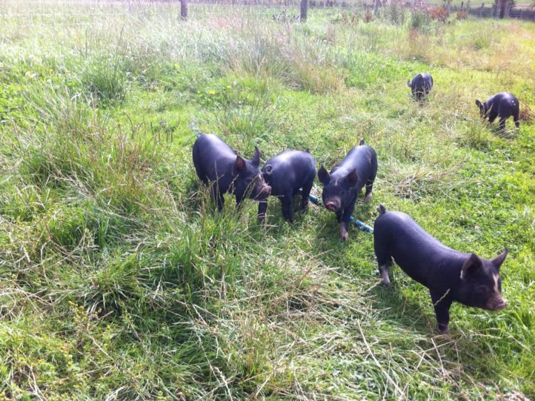 Berkshire Pigs