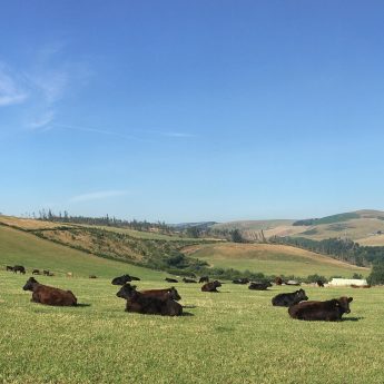 Wagyu Farm Tour